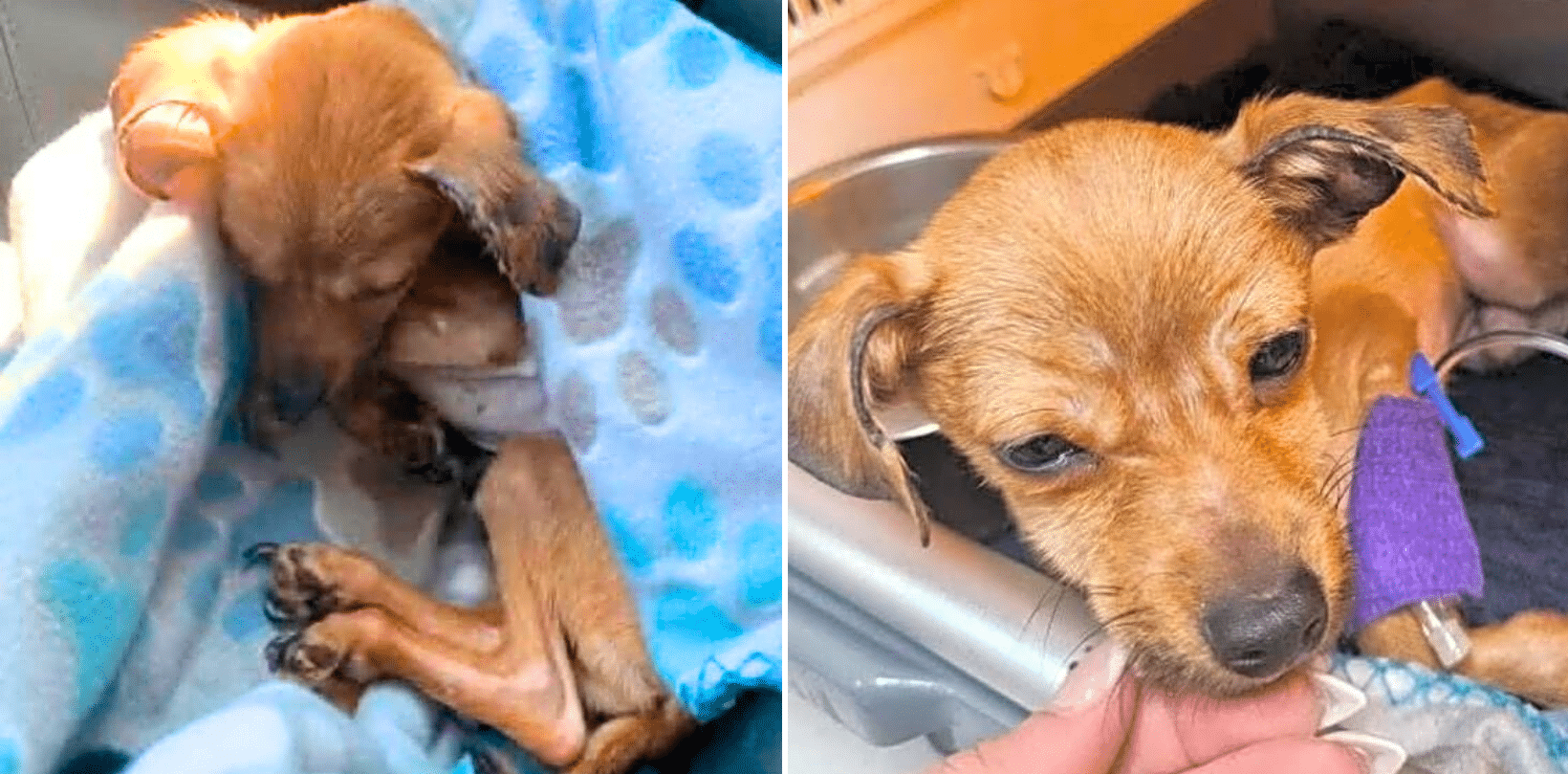 Abandoned & Alone: Support This Tiny Fighter's Second Chance at Life