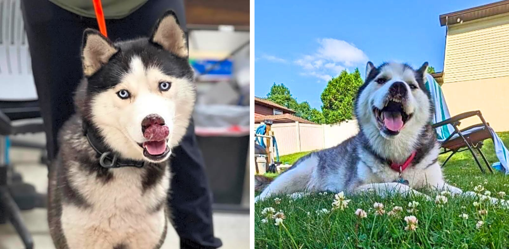 Give Burton A Fighting Chance Against His Nose Tumor