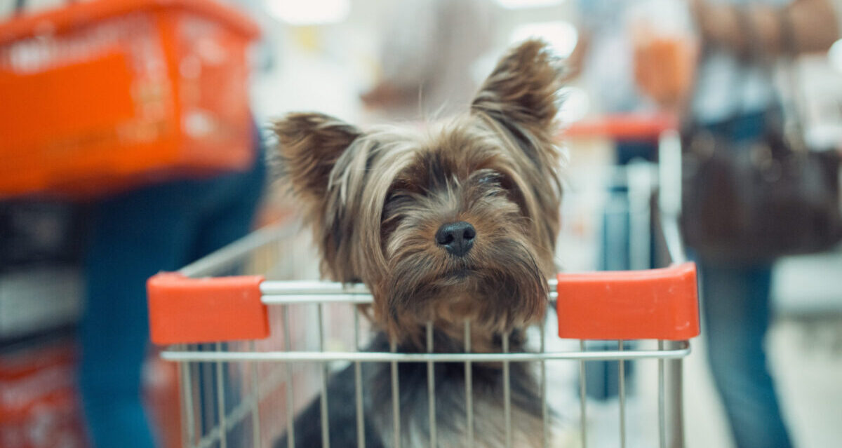Top 17 Dog Food Brands With No Recalls