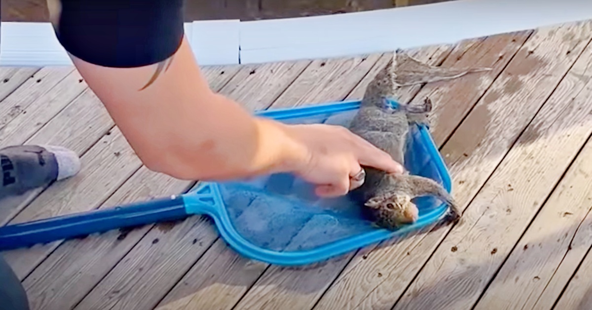 Guy Gives Compressions To Drowning Squirrel, As Tiny Creature Clings To Net