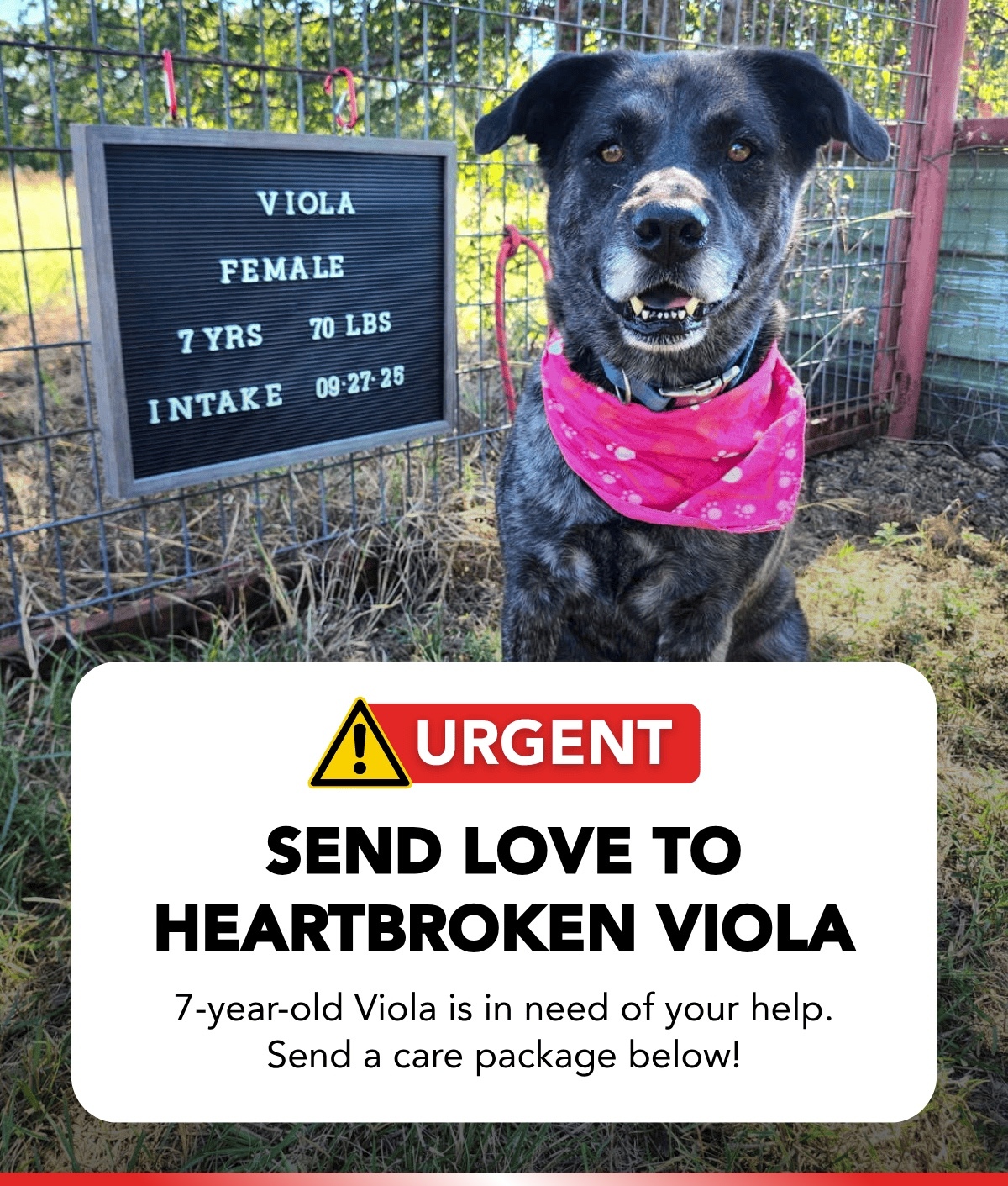 SEND LOVE TO HEARTBROKEN VIOLA