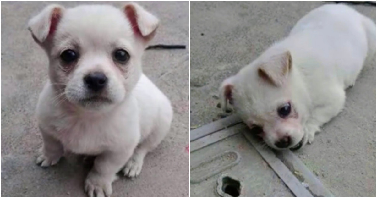 Puppy Won’t Leave The Location Where She Last Saw Her Mommy