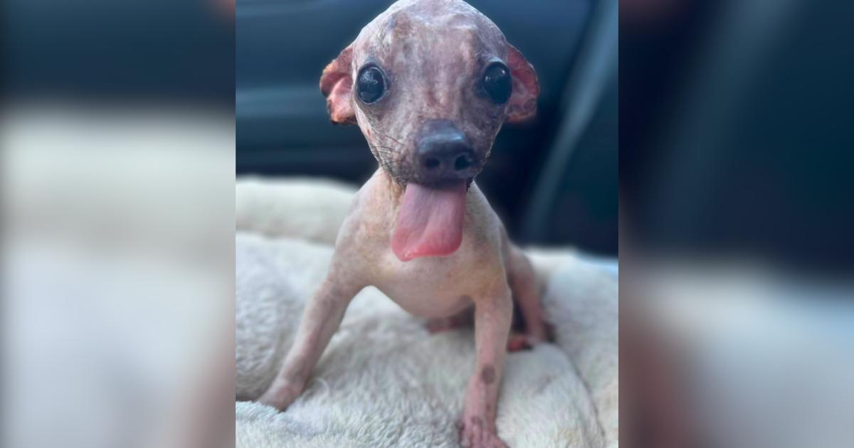 Doppy Is Short for Dopamine, and One Look at This Pup Explains Why