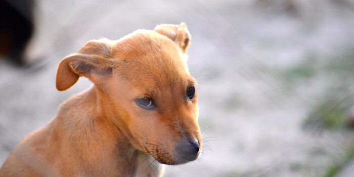 Elderly Woman, Starving Dog, and Seven Puppies Found Abandoned