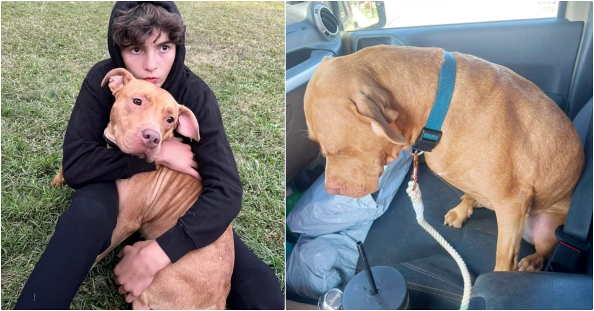 Dog Thinks She’s Going Back To Shelter After An Outing, But She’s Mistaken