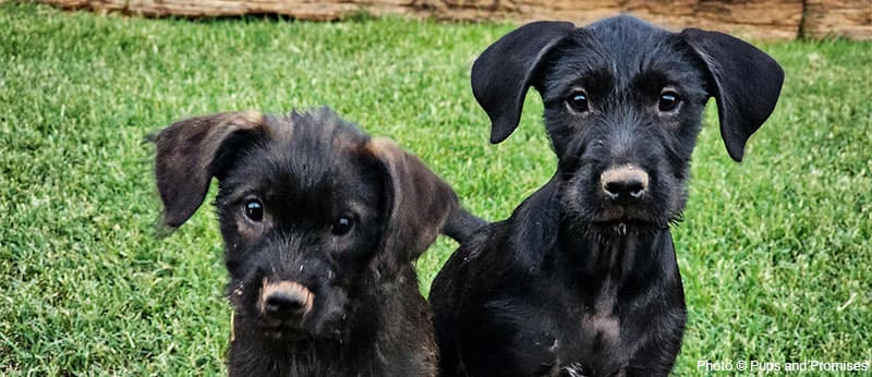 Two black puppies looking at camera.