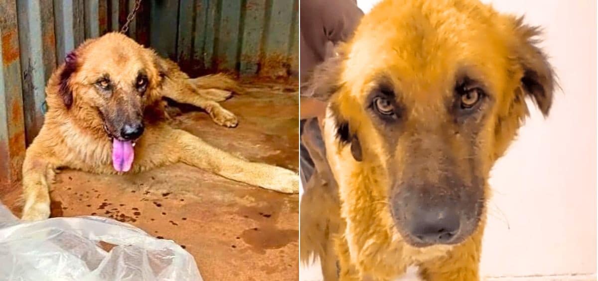 Instead Of Helping Him, They Left Mufasa Hurt, Confused & Heartbroken