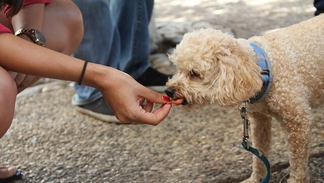 How to Give CBD Oil to Dogs