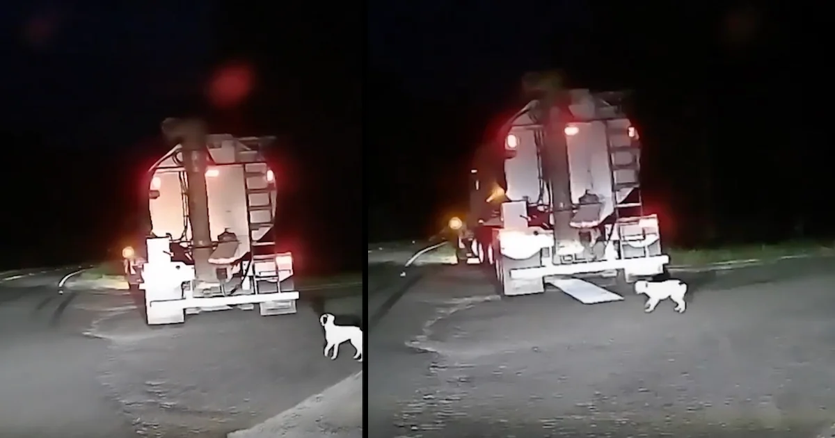 Man Gets Out To Check On A Dumped Dog, And She Jumps In The Truck