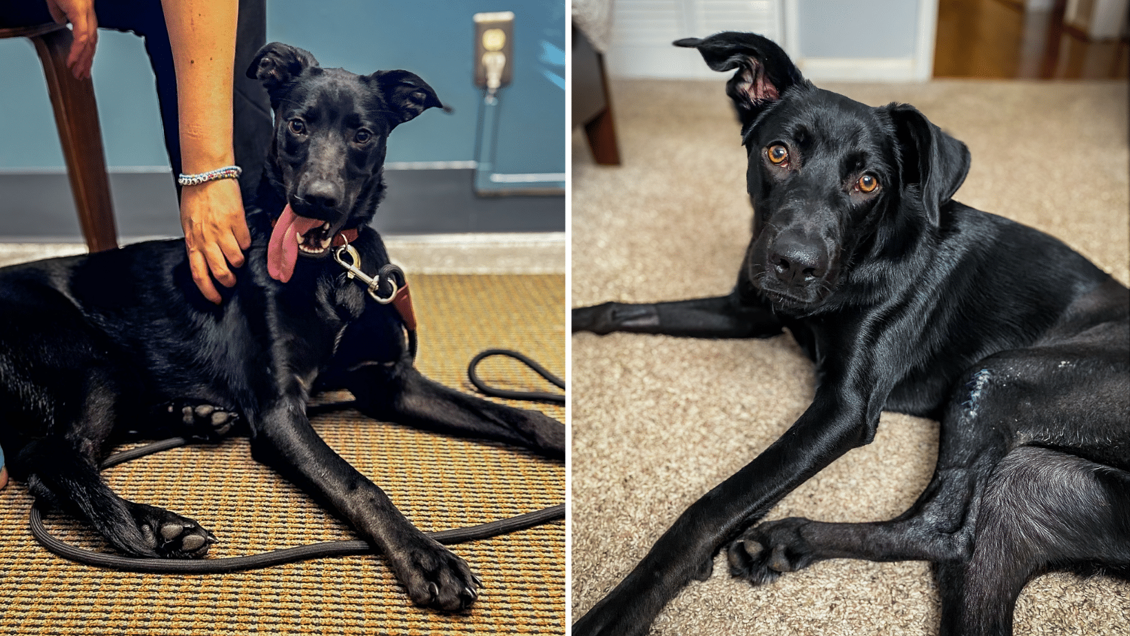 Pudding Needs Your Help To Walk Without Pain