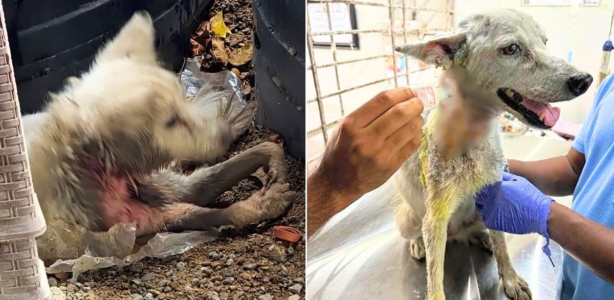 Lulu Was Found On The Streets, Suffering From A Gruesome Neck Wound