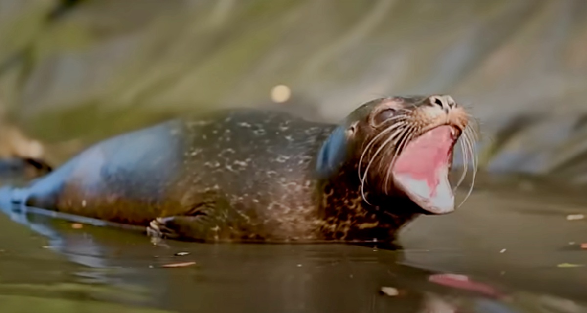 Orphan Baby Seal Yells At Caretakers When They Try To Clean Her Bathtub