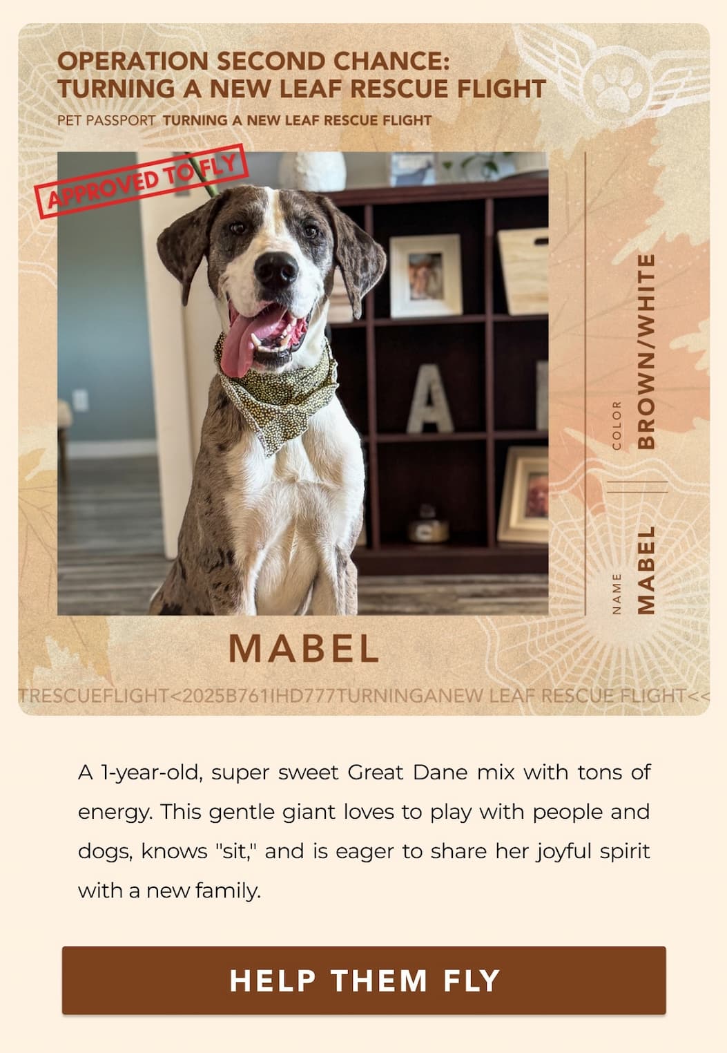 MABEL - A 1-year-old, super sweet Great Dane mix with tons of energy. This gentle giant loves to play with people and dogs, knows "sit," and is eager to share her joyful spirit with a new family. - HELP THEM FLY