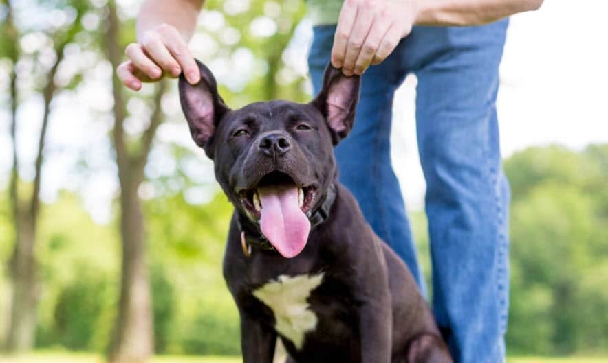 Science-Backed Insights For A Healthier Pup