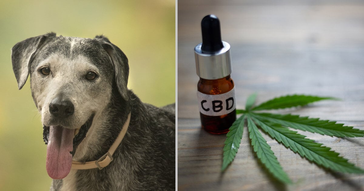 5 Reasons People Give CBD Oil to Elderly Dogs