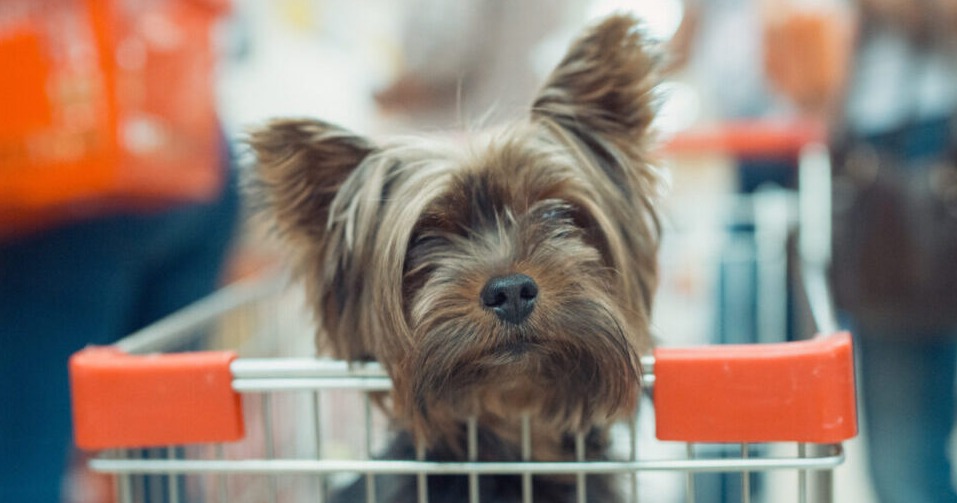 Top 17 Dog Food Brands With No Recalls