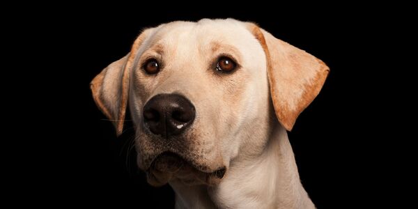 Stand Against Cruelty: Honor Punky's Memory