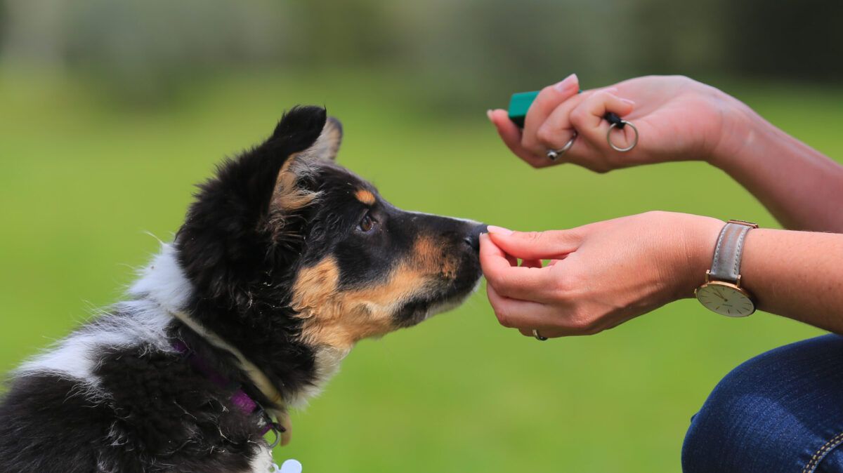 SpiritDog Training Review: Does It Really Work?