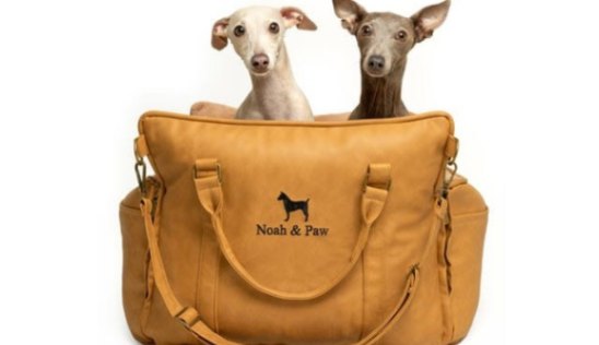 Elevated Essentials for the Modern Dog