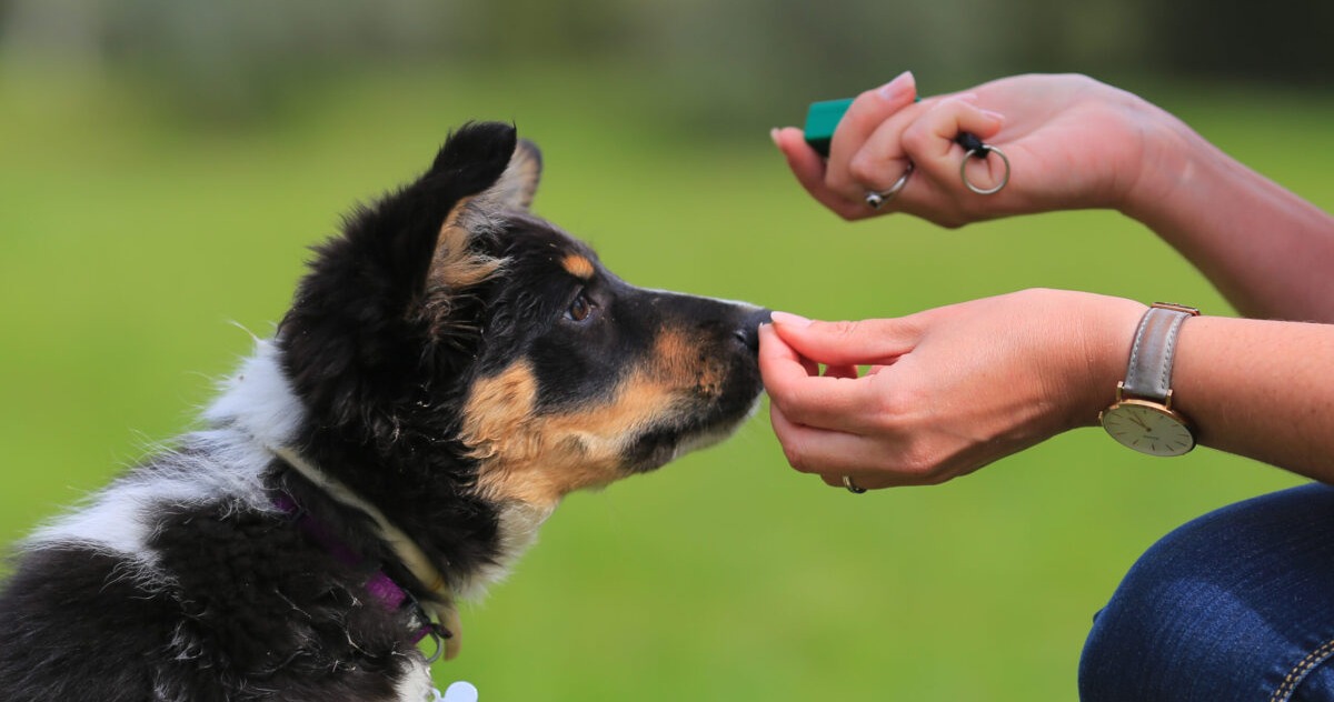 SpiritDog Training Review: Does It Really Work?