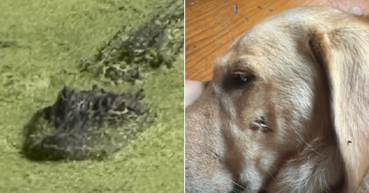Hero Dog Mom Rescues Pet From Alligator’s Jaws In City Park