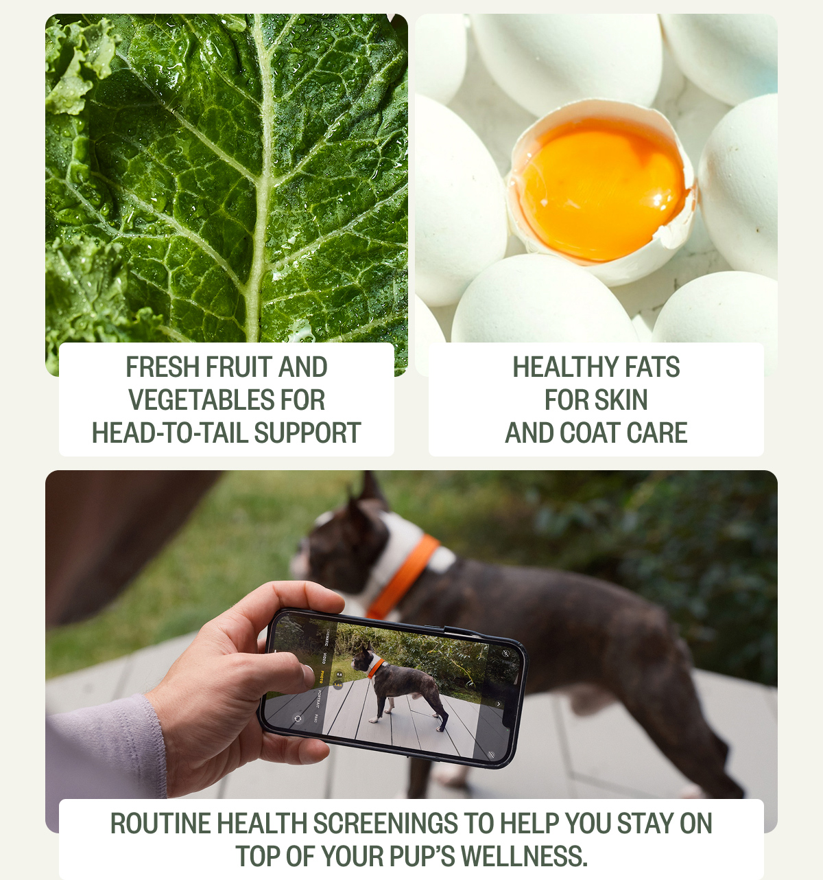 Head to Tail Support for Your Pup's Wellness