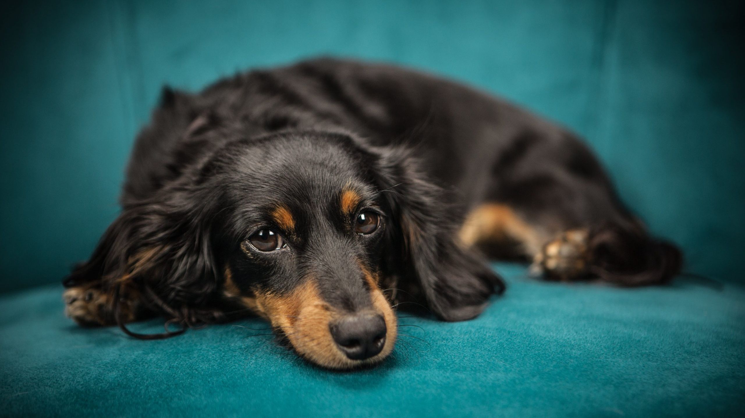 12 Best “Couch Potato” Dog Breeds