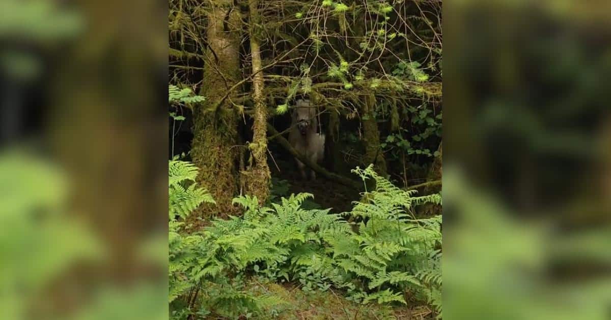 What Started as a Walk Turned Into a Rescue She’ll Never Forget