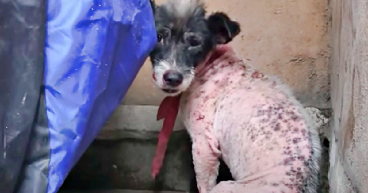 ‘Pink Puppy’ Left By His Owner Turns Into Magnificent Dog