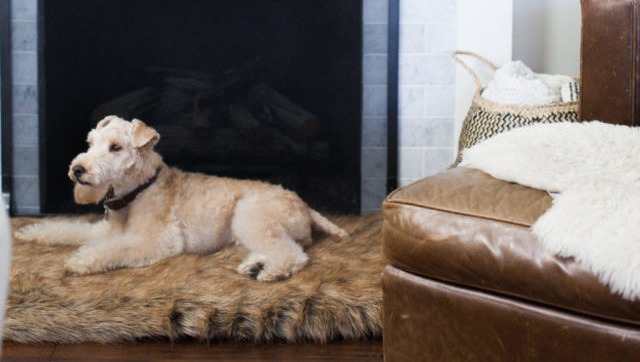 5 Stylish Home Decor Items To Make Life Easier For Senior Dogs