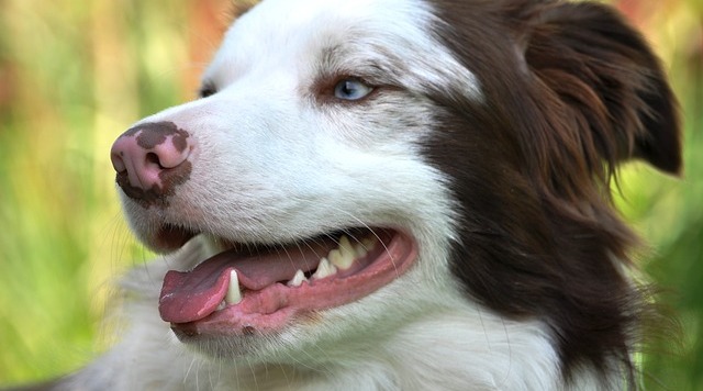 The Best Dog Dental Hygiene Hack Your Pup Will Love