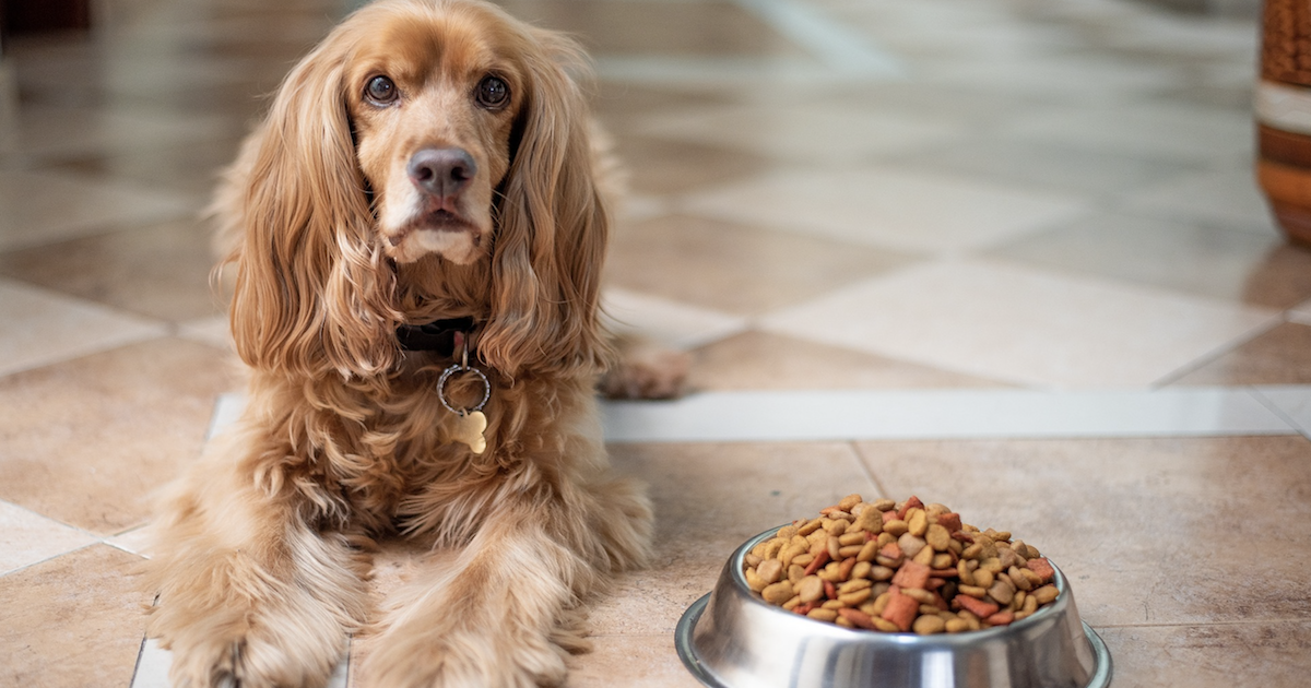 10 Best Dog Food Options For Picky Eaters – 2025