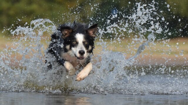 13 Best Fish Oil Supplements for Dogs 2025