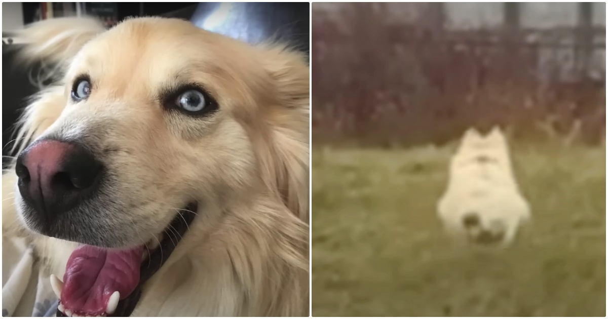 Mistreated Rescue Dog Joyously Bunny Hops When He Understands He’s Safe