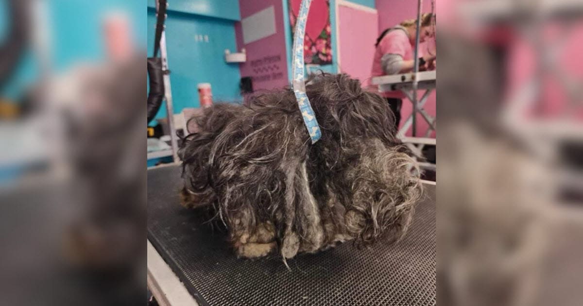 Neglected Matted Dog Makes Incredible Transformation After Life-Saving Grooming Session