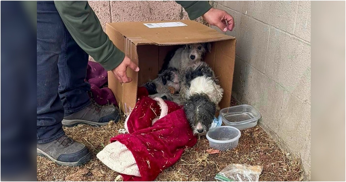 Mama Dog Clutched Pups As Temps Dropped, Sat In Box On Frosty Grass