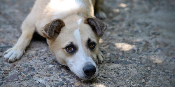 Dog Was Slammed Into a Wall and Punched Repeatedly