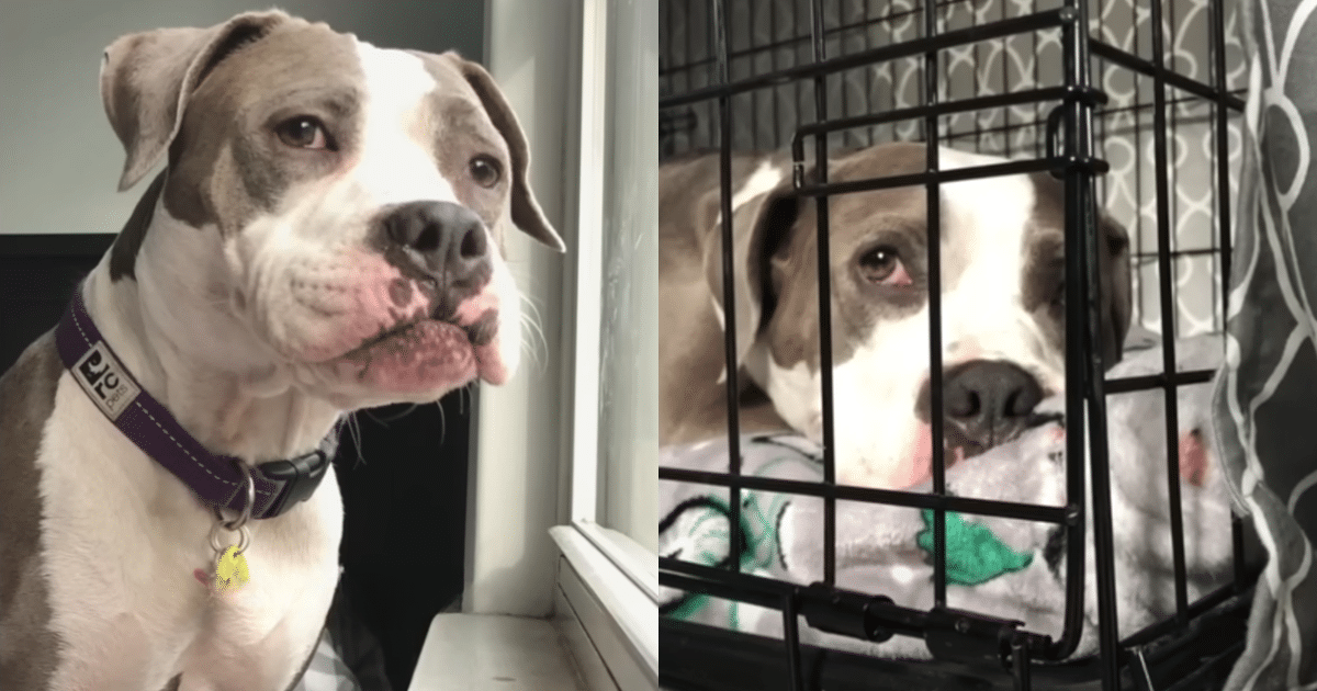 Euthanasia-Listed Pup’s Heartbreaking Bark Turns to Joy After Rescue