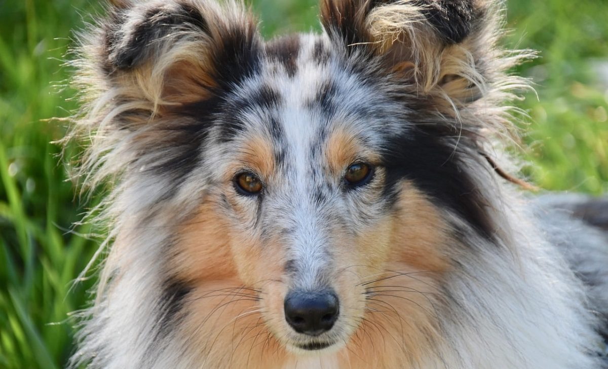 Top 13 Dog Breeds That Bring Calm and Comfort To Every Situation