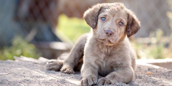 Support Moose's Law to Protect Animals From Repeat Offenders