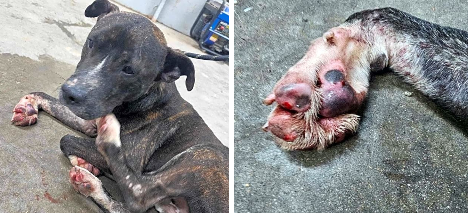 The Bottom Of Tiger's Paws Were Burnt And Bloody