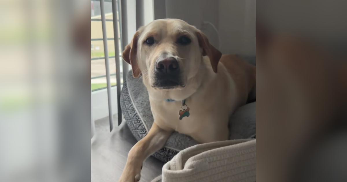 Her Ex Surrendered Their Dog. She Drove 8 Hours to Get Him Back.