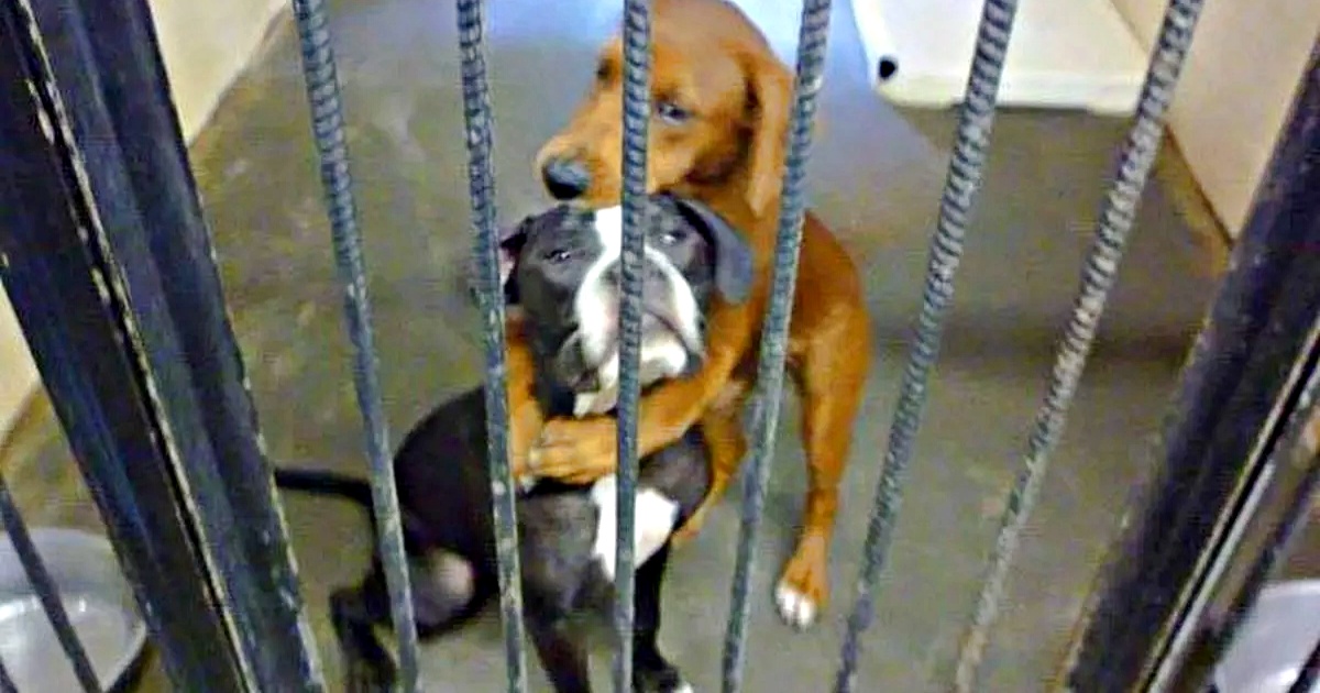 Two Shelter Dogs Clung To One Another As Their Names Moved Up ‘The List’