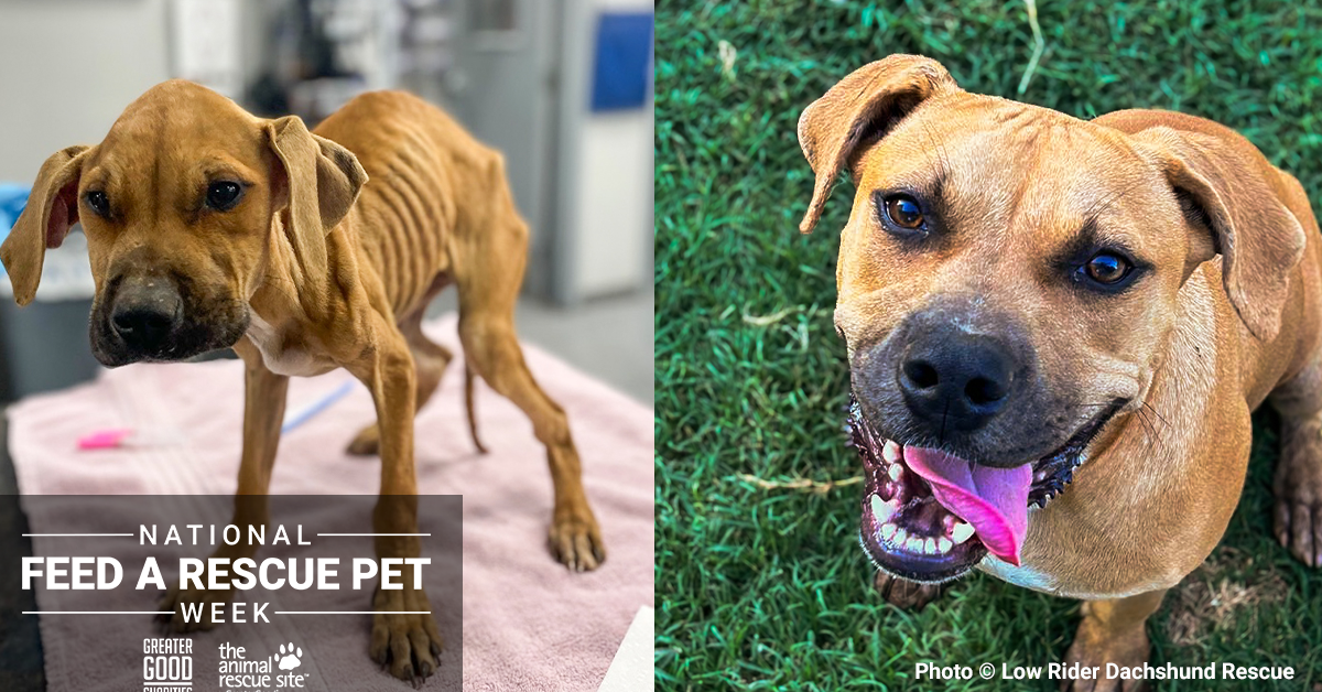 Emaciated dog looking at camera.