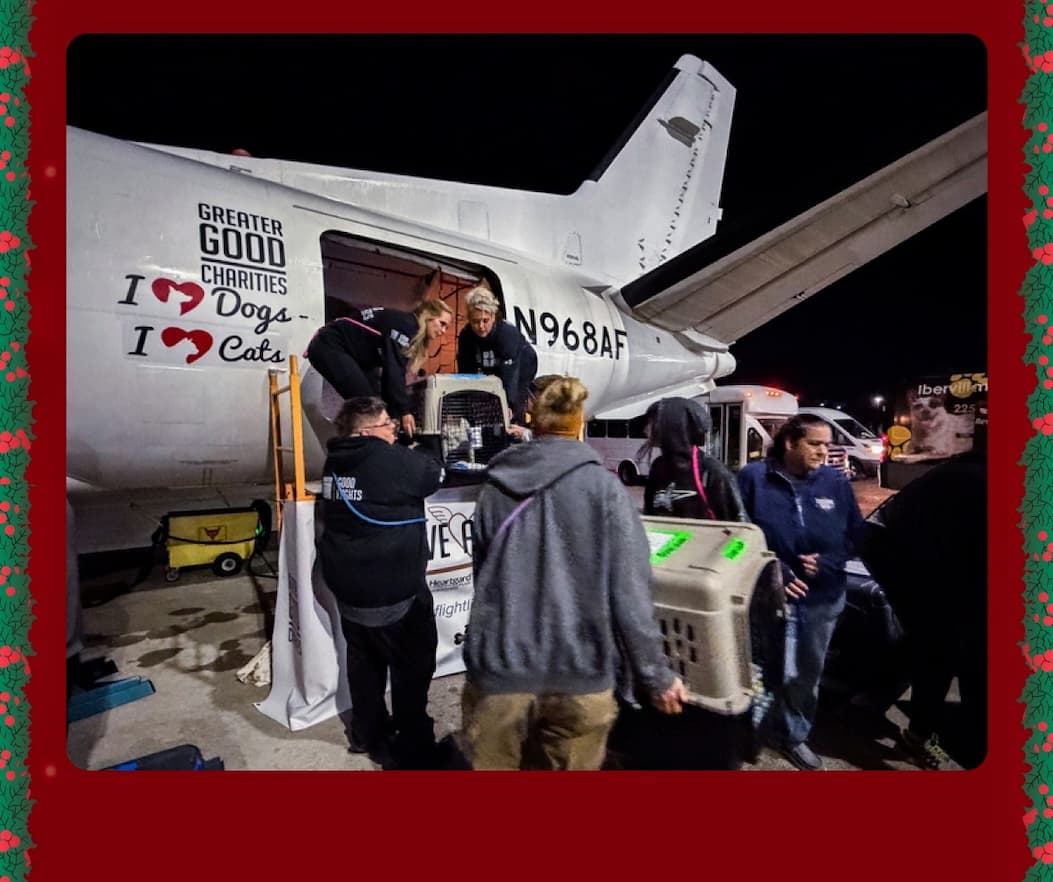 Every Purchase Helps Feed Hungry Shelter Dogs