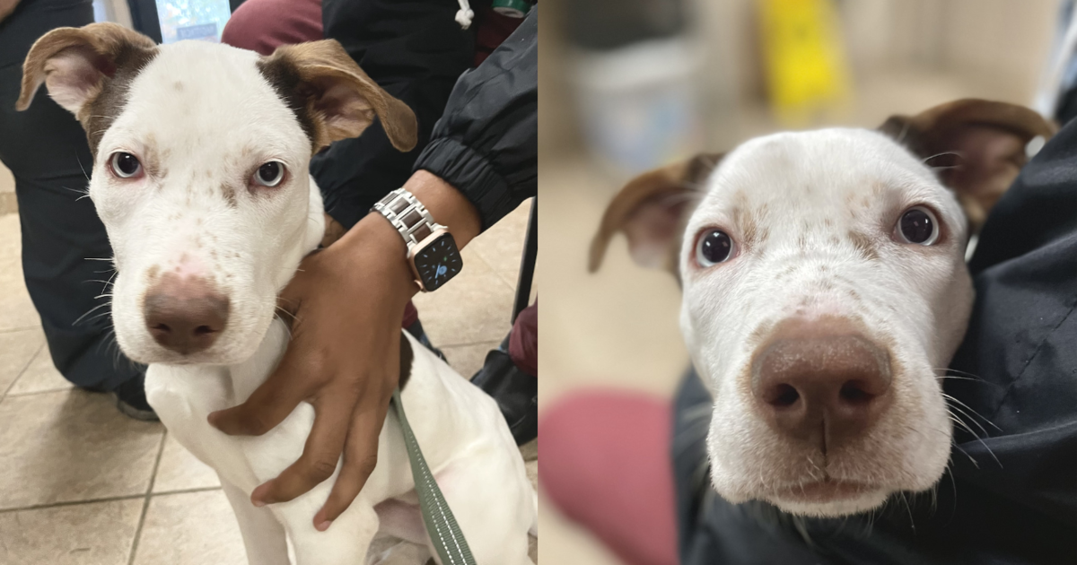 You Helped A Whimpering, Malnourished Dog Get Healthy Food For Life!