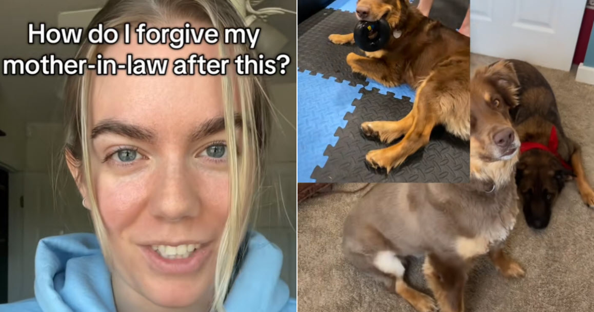 Woman Returns Home to Find Beloved Dog Shaved Without Permission, Sparking Online Debate