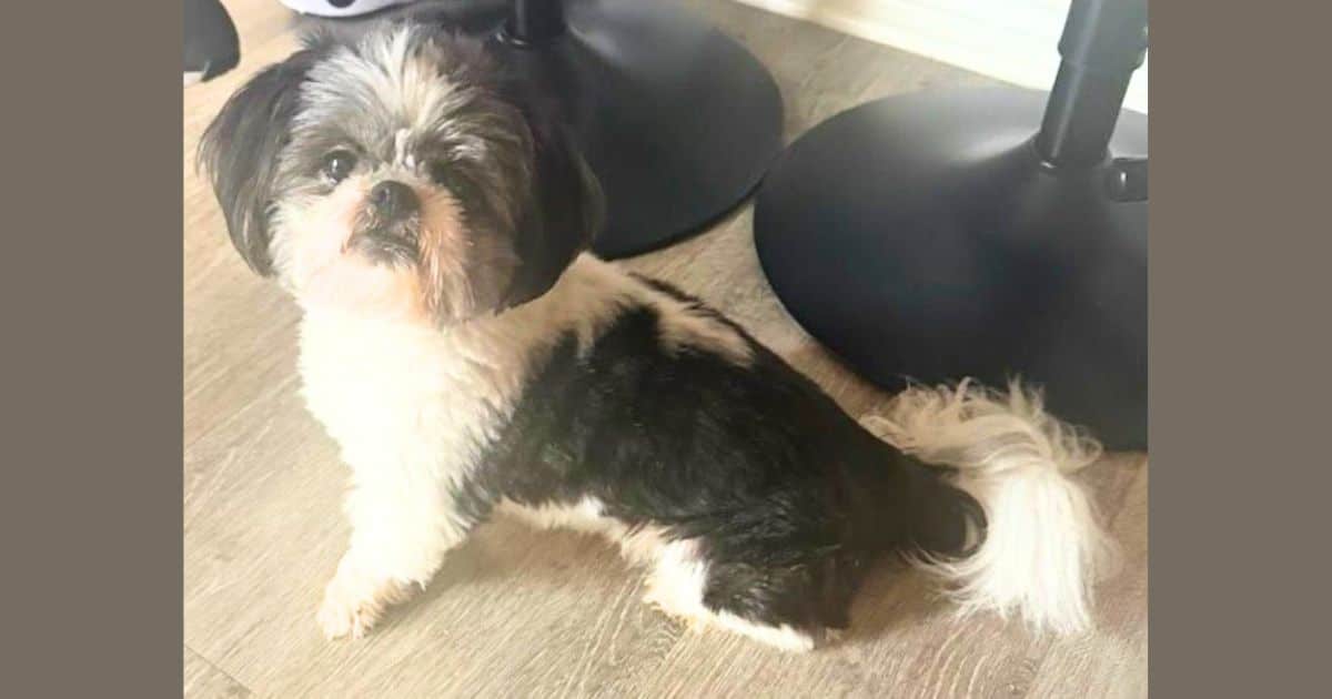 Momo Quietly Suffered for Months Before He Was Surrendered