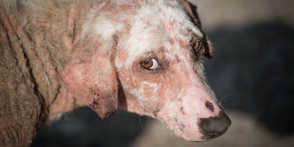 Backyard Breeder Abandoned 21 Dogs