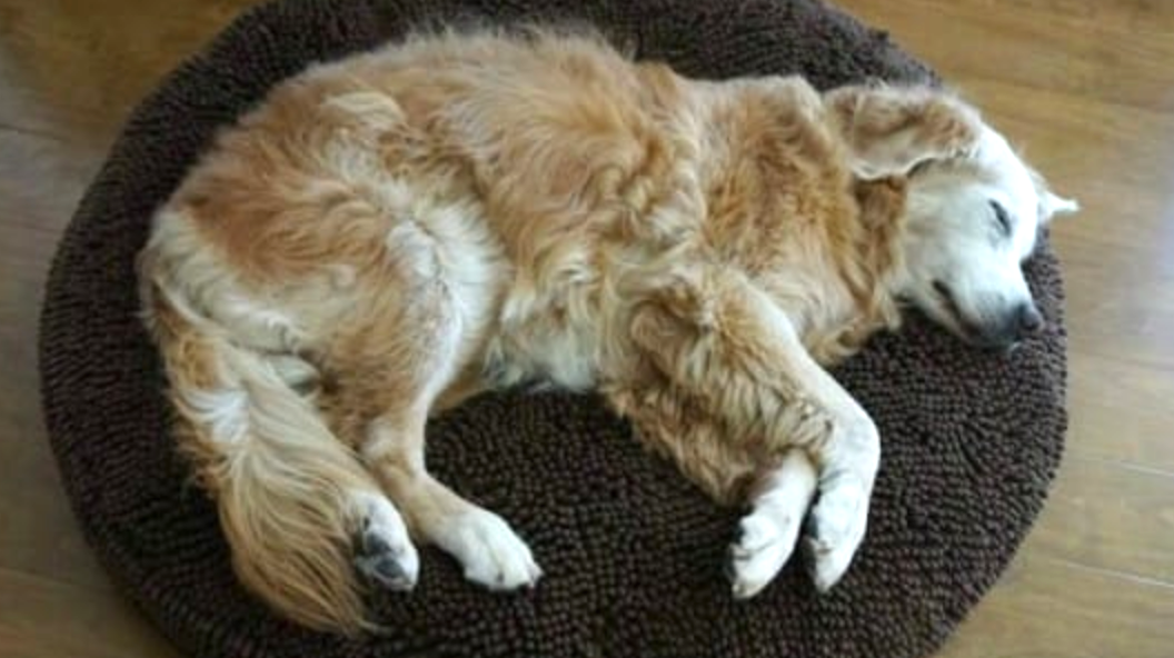 Strange Dog Plops Down In A Woman’s House With A Note On His Collar